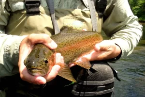 Fly Fishing on the Ocoee river