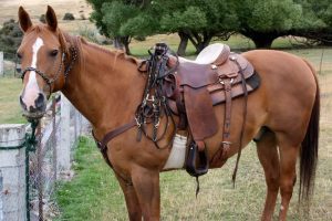 Horseback riding