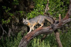 gray fox climbing up a tree